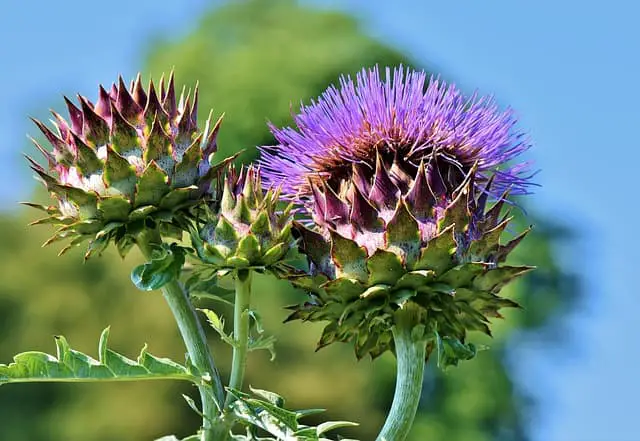 How To Grow Artichokes From Crowns