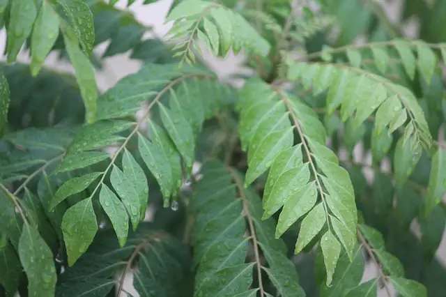 Fertilizer for Curry Leaf Plant