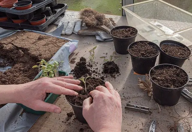 How Long Is Potting Soil Good For