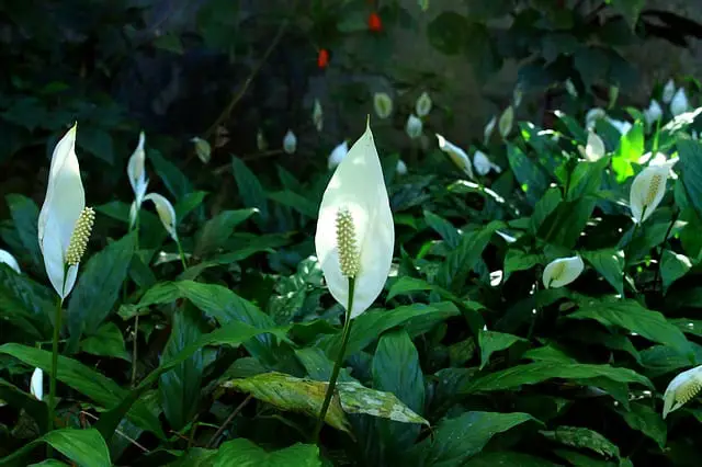 How To Trim Peace Lily