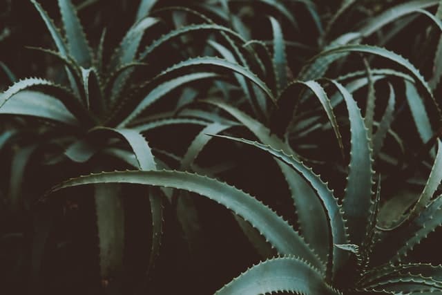 How Long Does Aloe Vera Take To Grow