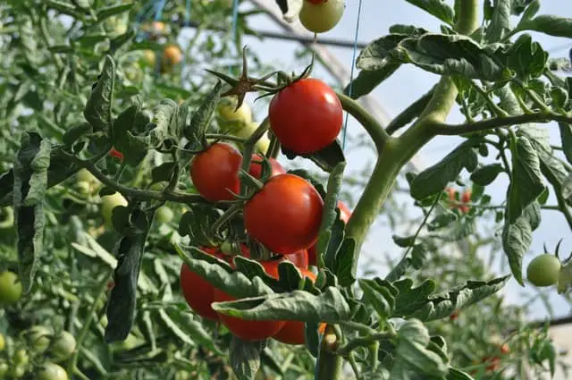 Tomato Plant Leaves Turning White