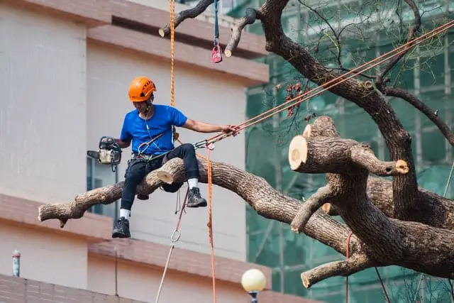 How To Cut Tree Limbs That Are Too High To Reach