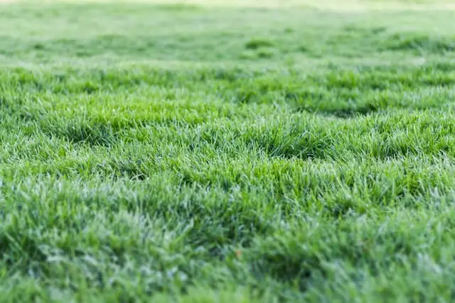 How To Make St. Augustine Grass Spread Quickly