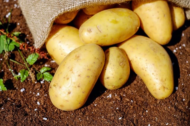 How Many Potatoes Grow From One Plant?