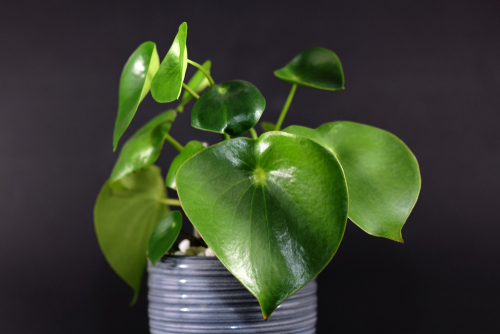 Peperomia Polybotrya