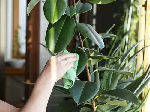 How To Save A Dying Rubber Tree Plant?
