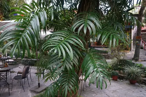 Rhaphidophora Decursiva Plant
