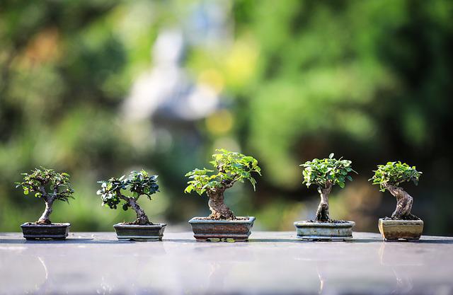 bonsai g5e5d73577 640