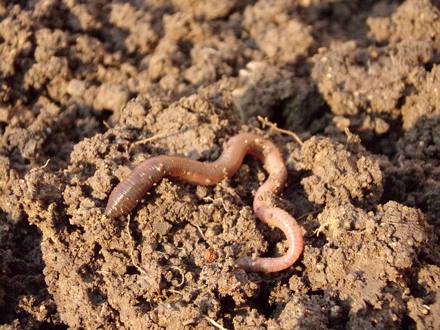 earthworm g516846a13 640