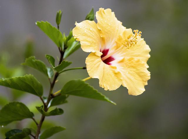 hibiscus gfe37daf9b 640