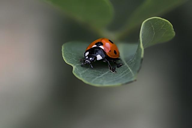 ladybug g4ff9f7d42 640