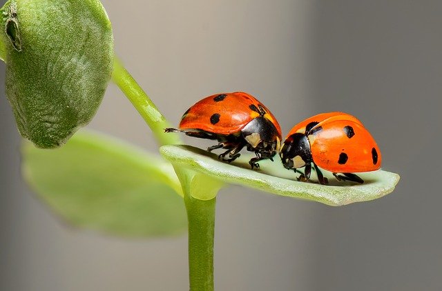 ladybugs gd5b905286 640