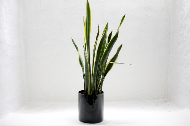 Snake Plant Splitting