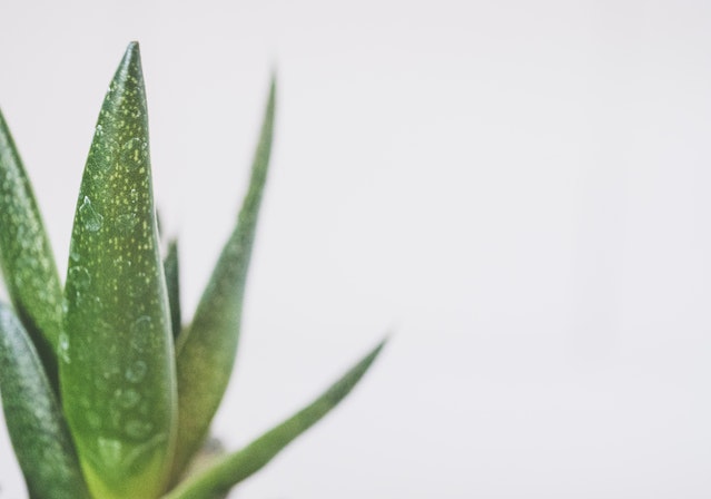 What Does An Overwatered Aloe Plant Look Like 