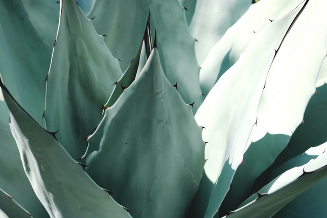 Etiolated Cactus