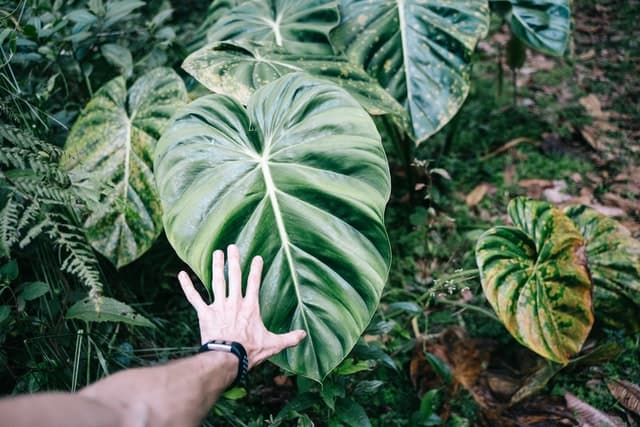 Alocasia Regal Shield Flower Plant