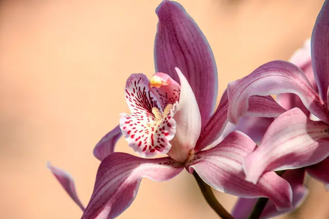 Are Orchids Parasites
