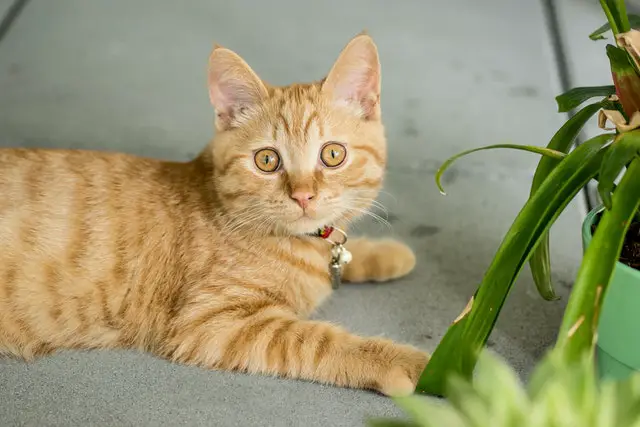 Are Air Plants Toxic to Cats