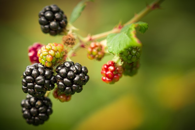 How To Grow Blackberries From Cuttings?