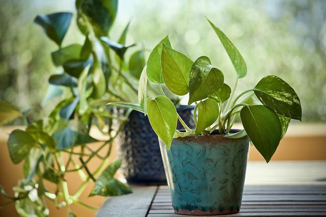 Underwatered Pothos