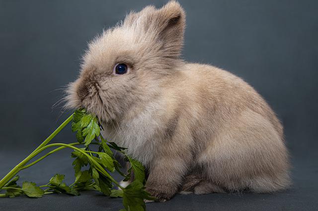 Do Rabbits Eat Succulents