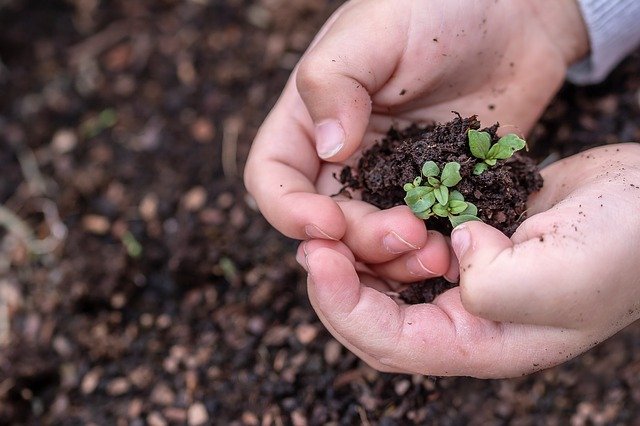 seedlings g2f7724188 640