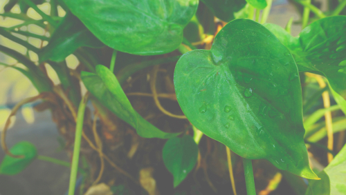 Anthurium Ace of Spades Plant