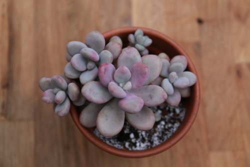 Moonstone Succulent Care