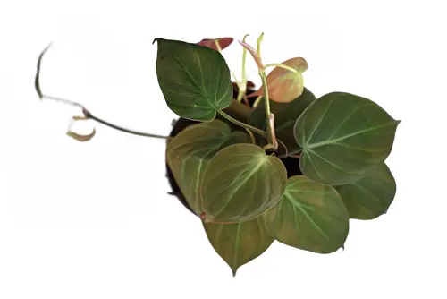 Philodendron Micans Propagation