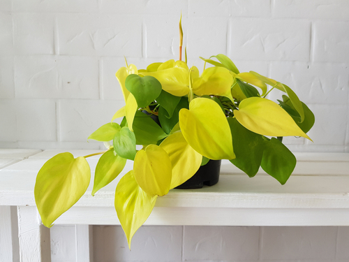 Neon Pothos vs Lemon Lime Philodendron