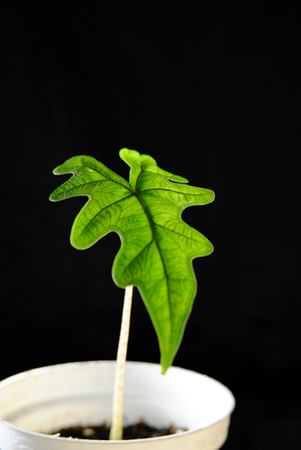 Alocasia Jacklyn