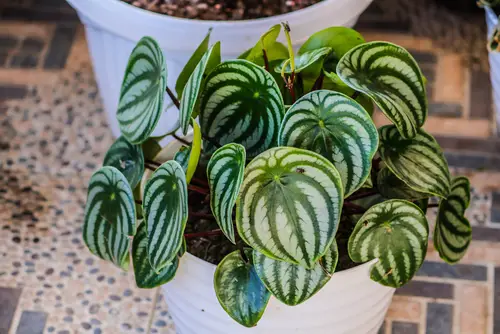 Watermelon Peperomia Leaves Curling