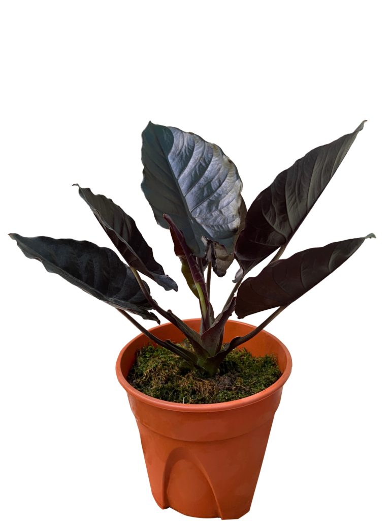 Alocasia Infernali Plant