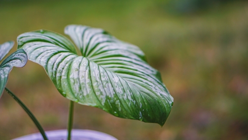 Philodendron Mamei Silver Cloud Plant