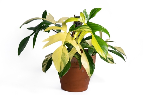 Philodendron Ghost Plant