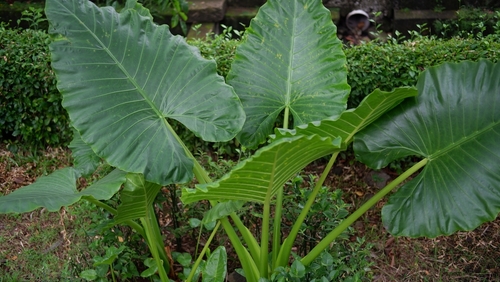 Variegated Odora