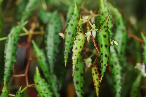 Amphioxus Begonia