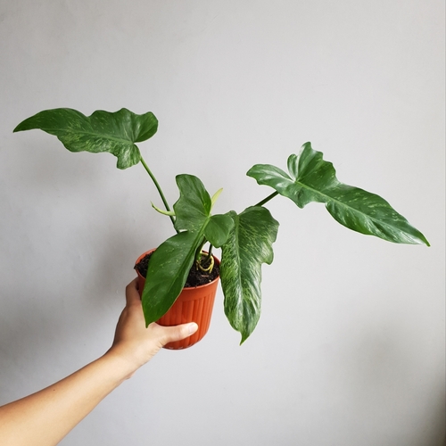 Philodendron Lime Fiddle