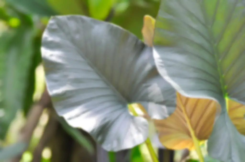 Alocasia Regal Shield Flower Plant