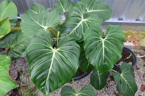 Philodendron Glorious Plant, Grow & Care Guide [year]