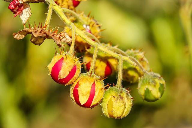 tomatoes g5010d9034 640