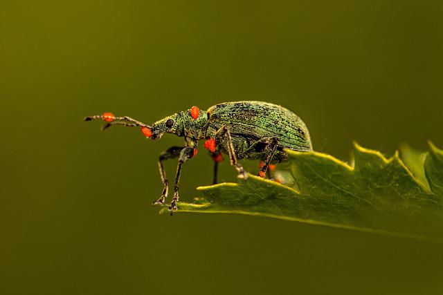 weevil ge0ffc6fa2 640