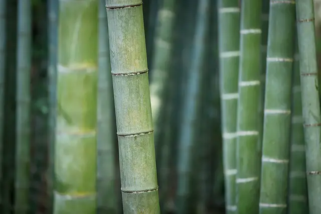 bamboo ge39300f10 640