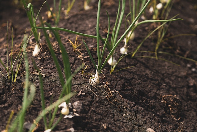 Do Onions Grow Underground?