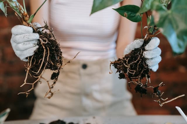 Red Emerald Philodendron Care