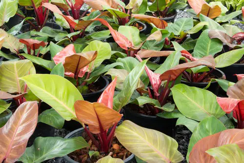 Red Emerald Philodendron