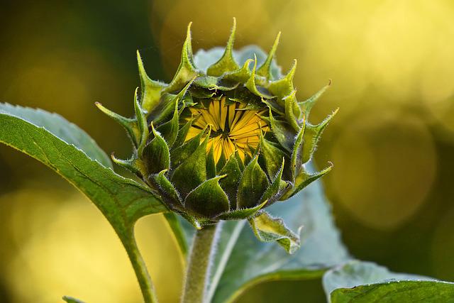 sunflower gaf9e03615 640