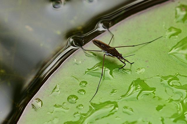 water striders gbb65ee64f 640