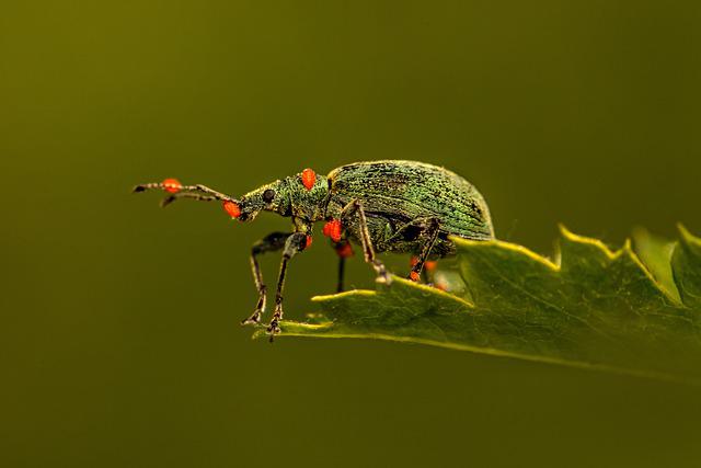 weevil g2d561c77a 640